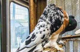 Exhibition-fair of exotic birds at Soroca Citadel