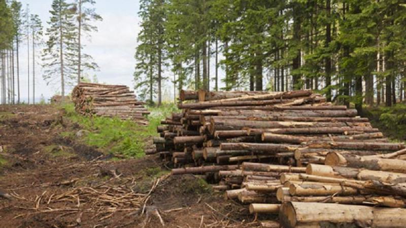 TRM - Over 70 hectares of forest are cleared daily in the Republic of ...