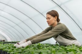 РЕКЛАМА// Современные теплицы в Молдове для круглогодичного выращивания