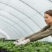 РЕКЛАМА// Современные теплицы в Молдове для круглогодичного выращивания